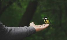 了解命运长河：利用无名指和食指长度比较来研究人生运势