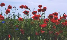 2023年2月23日及24日,您是否考虑参加我们的面试?