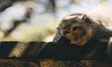 关于水猴，有哪些命运不利的忌讳需要注意？又有哪些物品能佩戴激发其旺运呢？