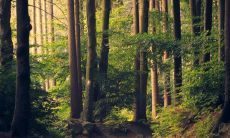 五行缺什么?详解88年大林木之奥秘