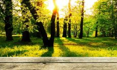 为何大林木的土命如此之旺,其运势又是何等之顺遂?