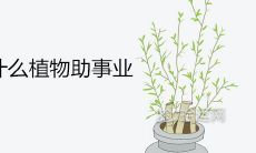 如何在工作场所选择最佳植物以帮助你提升事业运和财运?