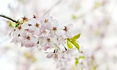 2023年桃花运最旺的生肖女,让前任们深深地后悔已成正道