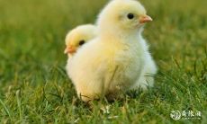 属鸡的祥瑞之物:81年出生的属鸡是否适宜佩戴黄金以提升财运?属鸡一生中有哪些物品可以搭配佩戴以旺财?