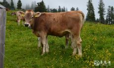 属牛的人应该在佛堂内供奉哪些物品?应该供奉哪一位属牛本命佛?