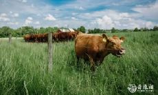 当属牛的父亲遇上属虎的宝宝:探索虎宝宝与其他生肖父亲的关系