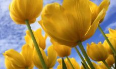 在桃花星上,哪个生肖的子午卯酉桃花最旺盛?而桃花星中又有哪些生肖拥有桃花星的加持呢?