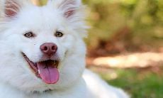 属狗人若能出生在特定日期将获大富大贵,这是上等之命