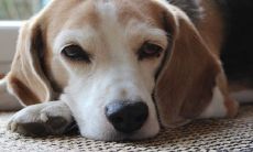 出生在农历特定日子的人命比金钱更为珍贵，其所拥有的吉祥生肖和生辰八字能够影响其命运财运，注定富贵之路