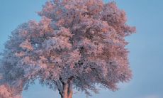 揭秘:究竟哪些命格才是真正的高级命格——探讨十大贵命命格背后隐藏的上等八字组合