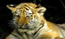 1986年生肖虎壬寅年运势:在炉中火年佩戴哪些物品能够招旺财?