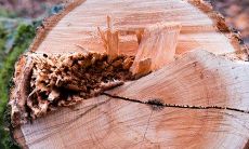 使用更为清晰的语言,改写后的标题可以是:如何计算虚岁年龄?详解2022年对照表,涵盖1952年至今年的所有年龄!