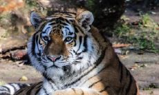 对于属虎的人,出生时辰的选择至关重要:子时与寅时是最佳选择