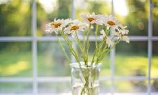 不易相处的美貌生肖女：天生沉默寡言的性格特质