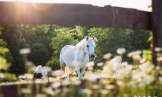 2023年属马者运势预测：在经济方面有所突破，掌握生财之道是关键！