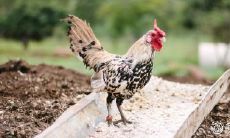 属鸡男：对老婆和情人的情感备受考验的肖鸡人男子的婚姻生活揭秘