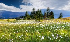 在虎年,哪些生肖与属马的人最为吉祥福禄呢?