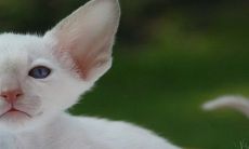 根据农历，出生于1983年的猪，何时适合迎接新生儿，以及如何促进子女姻缘缘呢？