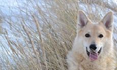 溢彩年华:令82属狗命运大转运的幸运护身符——揭秘在家如何摆放旺财?