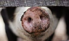 为什么39岁的猪会面临一劫?应该采取什么措施来化解这个问题?