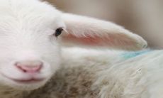 男性肖羊应该与哪些生肖匹配，以及生肖马女与之心心相印的一对