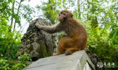 如果属猴的人怀了虎宝宝,该如何消除可能的冲突?另外,哪个生肖的宝宝最适合与属猴人相处?