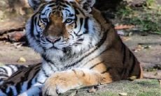 98年出生的属虎人在本命年期间结婚是否适宜?考虑生育属虎宝宝是否更加吉利?