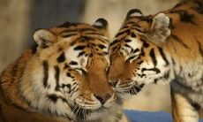 86年出生的属虎人，现年36岁，将遭遇三大命运坎坷