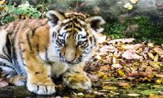 属虎人在35岁之后能享受幸福吗？展望其后半生，心想事成的可能性有多大？