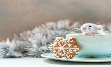 生肖鼠与生肖猴的组合:一对惹人羡慕的默契组合?