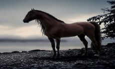 生肖马的配对对象有哪些?生肖虎与其互为依托,彼此相守到白发苍苍!