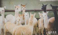 在2023年2月，寻找适合纳畜的吉日时刻