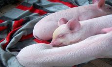 十分融洽的相处:探讨生肖猪和生肖龙是否可配并共处?