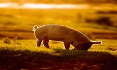 女性猪年生肖如何搭配?属鼠男与其十分般配!