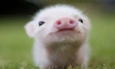 生肖猪和哪些生肖最配合，成为绝佳的配对，准确满足您的匹配需求