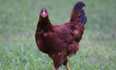 生肖鸡女应该和哪些生肖配对?与属牛男生活在一起将会是一段非常顺畅的旅程!