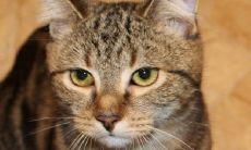 2022年是属虎人的本命年,好运不断,到底在哪里呢?