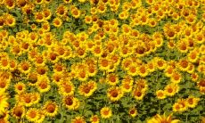 通过八字推算,探究个人财运的秘诀:如何判断命运中是否具备财运?