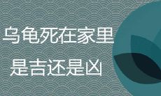 在家中养乌龟,它们的生死对风水有何影响?如何避免乌龟死亡,保持良好的风水运势?这里有一些需要注意的风水事项!