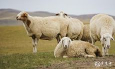 为什么不选择出生在腊月的羊女?哪些月份的羊最不幸?