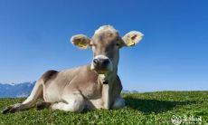 分析：女儿的性格与脾气是否受到父亲或母亲的影响？以及十二生肖性格的分析