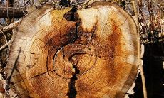 2022年十二生肖年龄对照表：详细介绍属相年龄及其意义的生肖年龄对照表