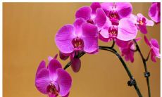 十二星座性格特点之一：哪些星座更容易受到外界环境的影响？