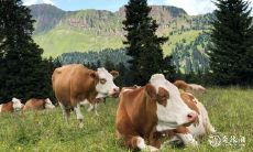 通过解析龙年出生的人的命运,考察牛爸爸与龙宝宝的关系是否良好