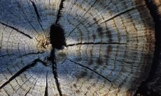 如何解决缺乏资源引起的问题,防止资源枯竭,从而避免无法挽回的后果?缺木定无后是否真的不容忽视?探讨有效补救措施!