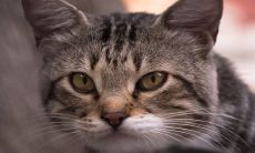 属蛇的人，哪个出生月份比较有好命？几个幸运的生辰点需要注意？