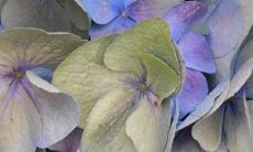 完整记录徐姓族人84辈分表排名及家谱资料大全