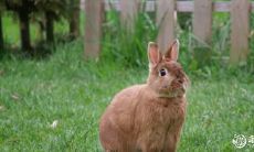 2023年几月的兔宝宝是与兔爸爸和谐相处的一等命吗?