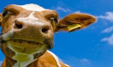 生肖为羊和生肖为牛的人能够短期内和谐相处吗?初期并非毫无问题