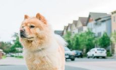 哪些生肖可以与生肖兔配对,而生肖狗是属于六合属相之一